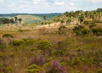 Meus Amigos, meus inimigos, salvemos o Cerrado