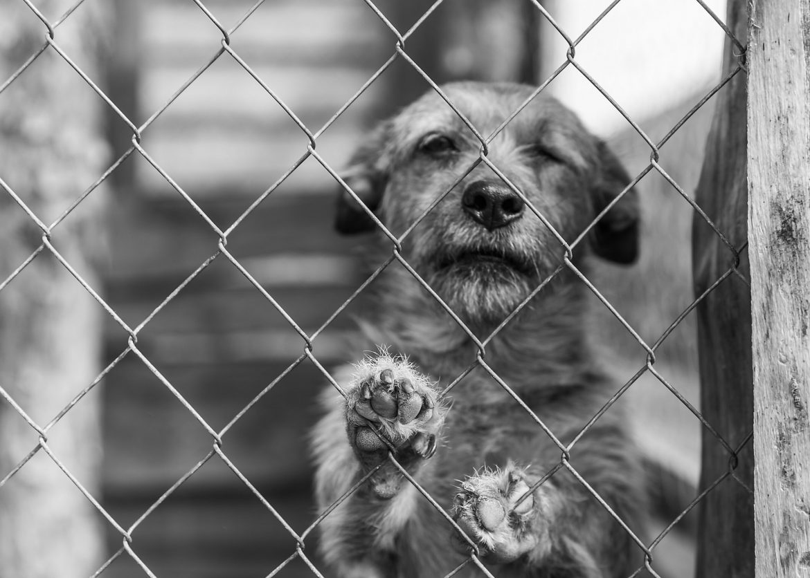 SALVEMOS OS ANIMAIS! Salvemos as ONG´s! Salvemos o CCZ!