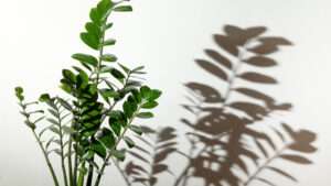 Tipos ideais de plantas para sala Tipos ideais de plantas para sala