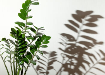 Tipos ideais de plantas para sala