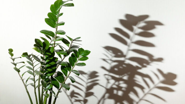 Tipos ideais de plantas para sala
