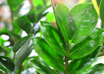 Quatro segredos sobre a Zamioculca para descobrir antes de cultivar