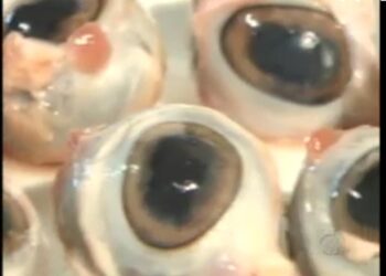 Conheça o olho de cabra e outras iguarias brasileiras que podem ser consideradas bizarras