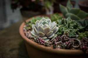 Dicas para montar um jardim de inverno