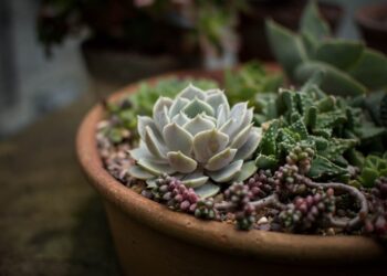Dicas para montar um jardim de inverno