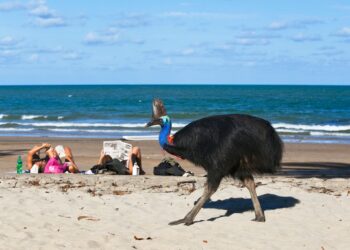 O pássaro mais mortal do mundo foi criado por pessoas há 18.000 anos