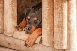 Conheça as melhores raças de cães de guarda para sítios e casas
