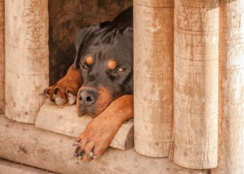 Conheça as melhores raças de cães de guarda para sítios e casas