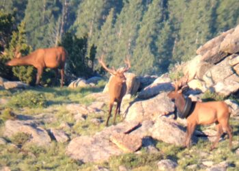 Após 2 anos, um pneu é removido do pescoço de um alce no Colorado