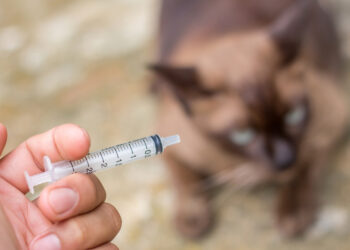 Bairros de Mariana recebem a Campanha de Vacinação Antirrábica 2021 neste fim de semana