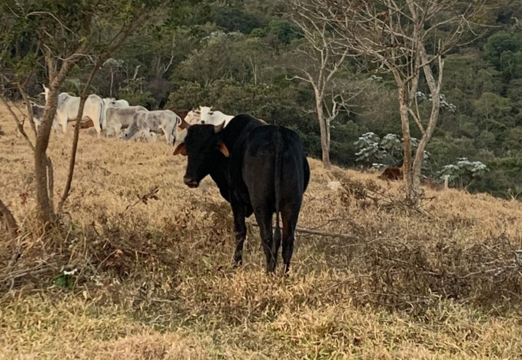 Após matéria veiculada no Mais Minas, polícia recupera gado roubado em Ouro Preto
