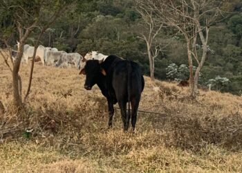 Após matéria veiculada no Mais Minas, polícia recupera gado roubado em Ouro Preto
