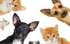 Mais uma edição do evento de adoção animal acontece no jardim de Mariana no próximo domingo, 28 Mais uma edição do evento de adoção animal acontece no jardim de Mariana no próximo domingo, 28