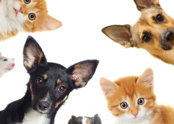 Mais uma edição do evento de adoção animal acontece no jardim de Mariana no próximo domingo, 28