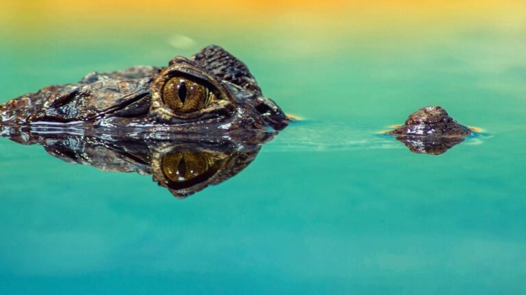 A crocodilagem