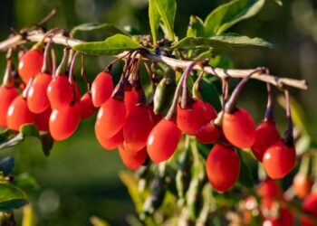 Bagas de Goji - 8 frutas típicas de várias regiões do mundo