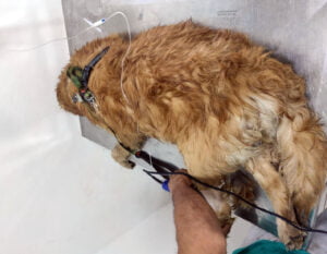 Homem é preso em Itabirito por maus tratos a animais Homem é preso em Itabirito por maus tratos a animais