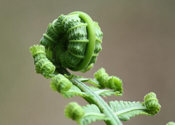 Aprenda a cultivar samambaia e aprimore a decoração da sua casa