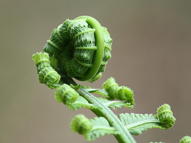 Aprenda a cultivar samambaia e aprimore a decoração da sua casa