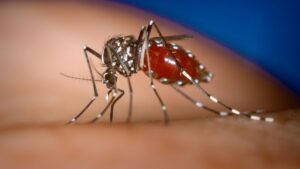 Em meio ao pico da Covid-19, Minas tem aumento de casos de dengue Em meio ao pico da Covid-19, Minas tem aumento de casos de dengue