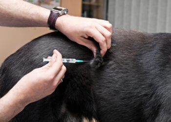 Ouro Preto recebe campanha de vacinação canina   