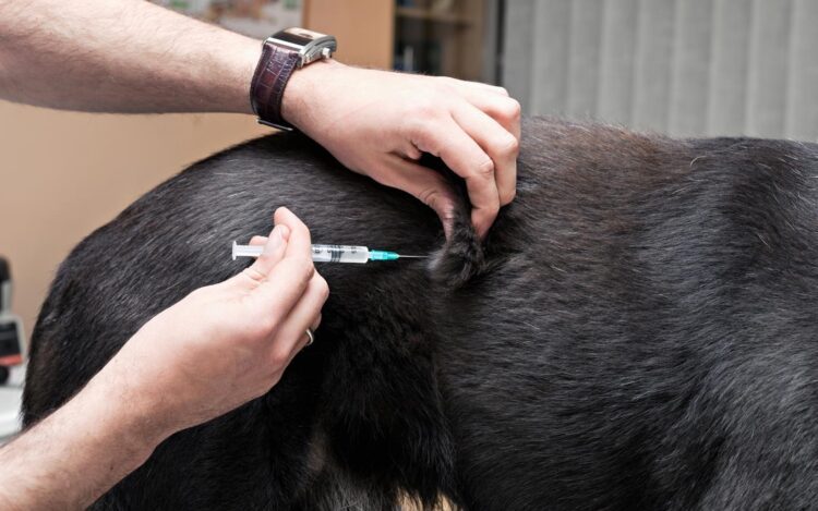 Ouro Preto recebe campanha de vacinação canina   