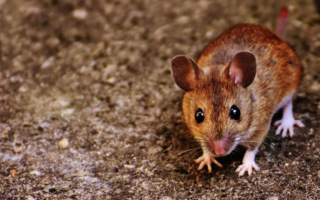 Qual o simbolismo do rato? Conheça seu arquétipo, seu significado nos sonhos e mais!