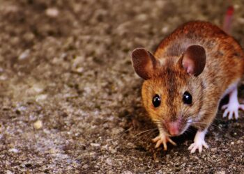 Qual o simbolismo do rato? Conheça seu arquétipo, seu significado nos sonhos e mais!