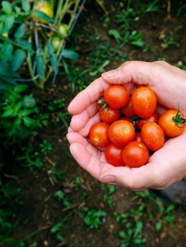 Como cultivar “tomatinho” (tomate-cereja) em casa?