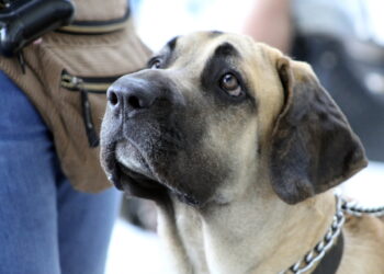 Saiba quais são as raças indicadas para cão de guarda