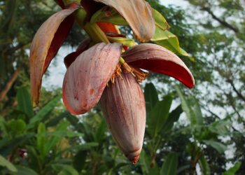 Umbigo (ou coração) de banana: confira receitas gostosas para essa iguaria