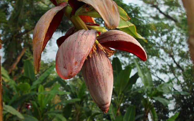 Umbigo (ou coração) de banana: confira receitas gostosas para essa iguaria