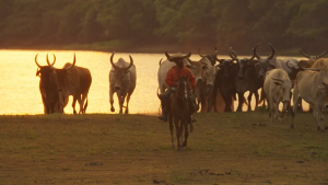 5 destaques da estreia de ‘Pantanal’ 5 destaques da estreia de 'Pantanal'