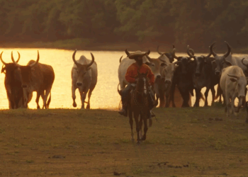 5 destaques da estreia de 'Pantanal'