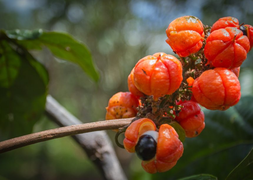 10 Benefícios do Guaraná (e efeitos colaterais)
