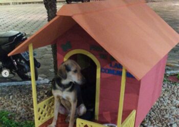 Prefeitura coloca casinhas em pontos da cidade de Mariana para cães comunitários