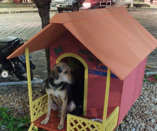 Prefeitura coloca casinhas em pontos da cidade de Mariana para cães comunitários