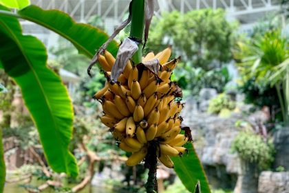 Qual o momento exato para se colher o cacho de bananas da árvore?