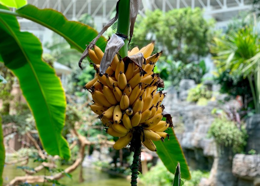 Qual o momento exato para se colher o cacho de bananas da árvore?