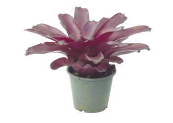 Saiba como cultivar bromélias a partir de mudas 'filhotes'