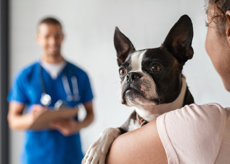 Castração em animais deve ser feita de forma responsável
