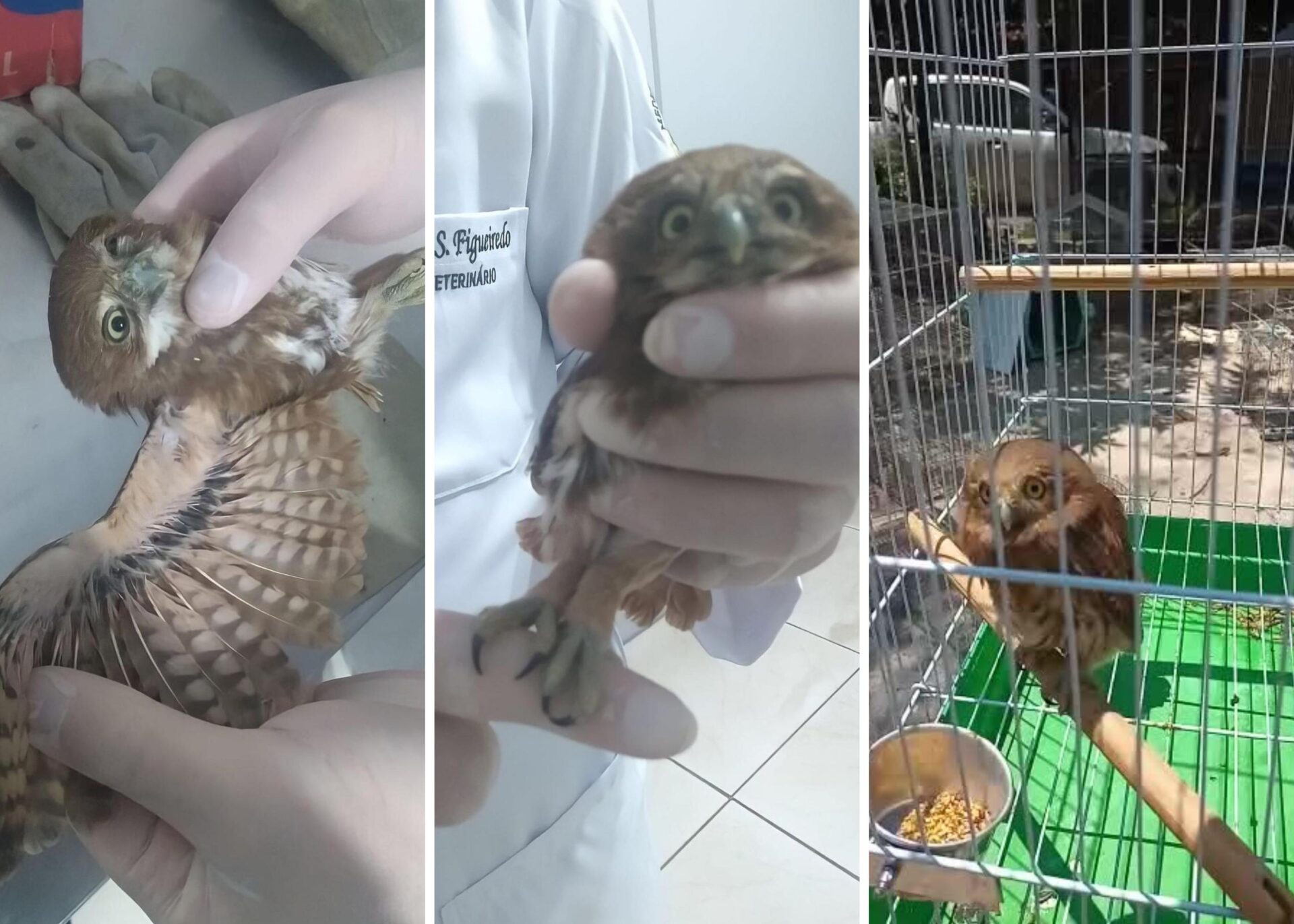 Corujas recebem alta em clínica de Mariana e serão encaminhadas até BH, para órgão responsável