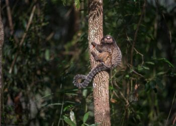Após acordo com o Ministério Público, Vale fará a preservação de 61 unidades de conservação em MG