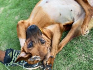 A linda história de luta da cadelinha Melissa