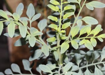 5 rituais espiritualistas para começar bem 2023