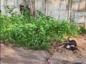 Idoso é preso em flagrante por dar paulada em cabeça de cachorro Idoso é preso em flagrante por dar paulada em cabeça de cachorro