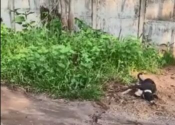 Idoso é preso em flagrante por dar paulada em cabeça de cachorro