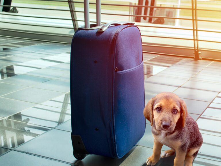 Vai viajar no fim do ano? Lembre-se do seu animal de estimação
