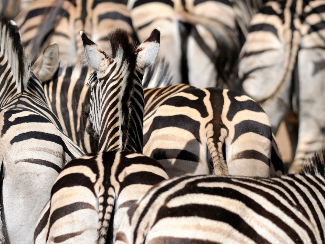 Pink Freud – Another zebra in the wall
