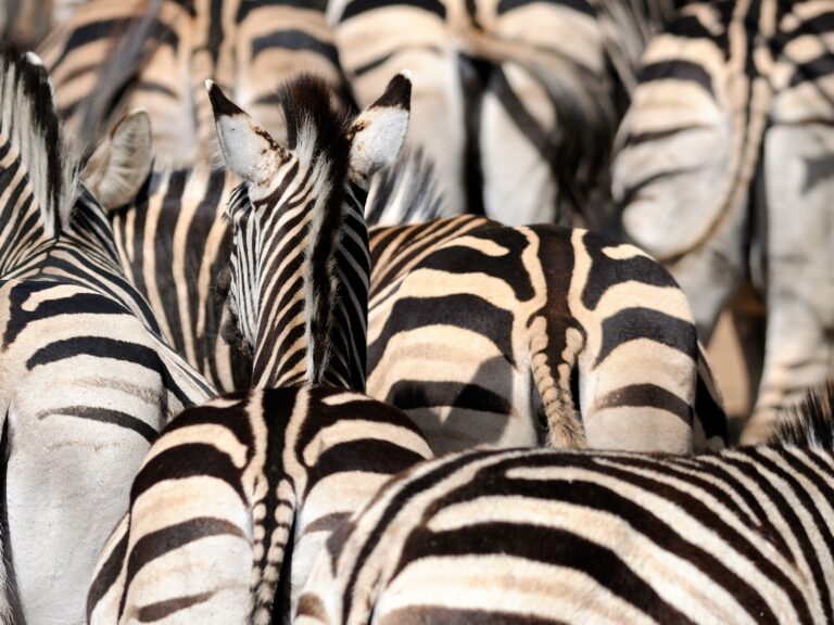 Pink Freud – Another zebra in the wall